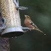 Queen Elizabeth Forest Wildlife&nbsp;Hide