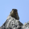 Hoary marmot