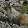 Hoary marmot