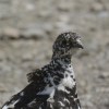 White-tailed ptarmigan