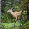 Maligne Lake Rd –&nbsp;deer