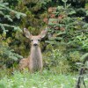 Maligne Lake Rd –&nbsp;deer