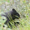 Maligne Lake Rd –&nbsp;bear