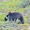 Bears on the Icefield&nbsp;Parkway