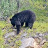 Bear on the Icefield&nbsp;Parkway