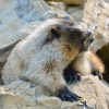 Marmot