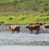 Kerrera cattle