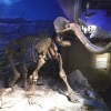 Royal Tyrrell Museum of&nbsp;Palaeontology