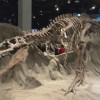 Royal Tyrrell Museum of&nbsp;Palaeontology