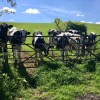 Dyke Farm cows