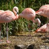 Flamingos