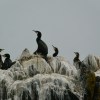 Cormorants