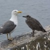 Inchcolm birds