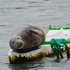 Seals on buoy