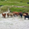 Vatersay cattle
