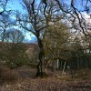 Birnam Oak