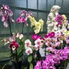 Glasgow Orchid Fair