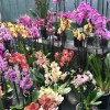 Glasgow Orchid Fair