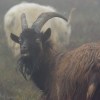Mull of Oa feral&nbsp;goats