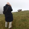 Mull of Oa feral&nbsp;goats
