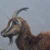 Mull of Oa feral&nbsp;goats
