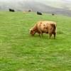 Highland cattle