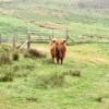 Highland cattle