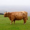 Highland cattle