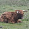 Highland cattle