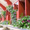 Blooms with a View, Govanhill&nbsp;Baths