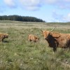 Highland cattle above Port&nbsp;Charlotte