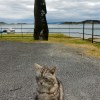Jura cat