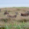Red deer on&nbsp;Jura
