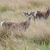 Red deer on&nbsp;Jura