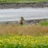Red deer on&nbsp;Jura