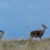 Red deer on&nbsp;Jura