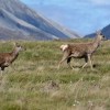 Red deer on&nbsp;Jura