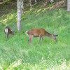 Deer at Applecross