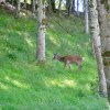 Deer at Applecross