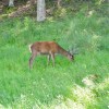 Deer at Applecross