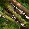 Fungi in Carrick&nbsp;Forest