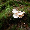 Fungi in Carrick&nbsp;Forest