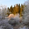Frosty Forest near&nbsp;Aberfoyle