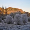 Frosty Forest near&nbsp;Aberfoyle