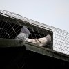 Pigeon loft, Drumchapel