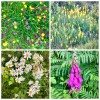 Broadford wildflowers