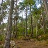 Lochalsh Woodland Walks