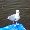Eyemouth gull