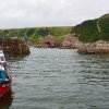 Cove Harbour