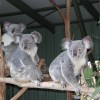 Lone Pine Koala&nbsp;Sanctuary